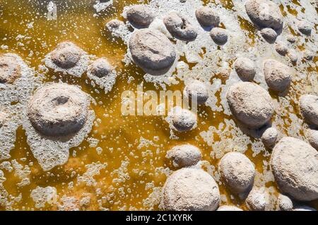 Thrombolites, einige der ältesten lebenden Organismen der Erde, wachsen am Ufer des Lake Clifton, nahe Mandura südlich von Perth in Westaustralien Stockfoto