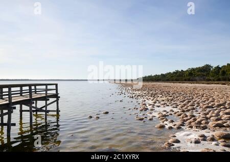 Thrombolites, einige der ältesten lebenden Organismen der Erde, wachsen am Ufer des Lake Clifton, nahe Mandura südlich von Perth in Westaustralien Stockfoto