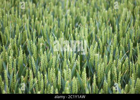 Schöne Hintergrundszene mit Ähren von Mais im Frühjahr Stockfoto