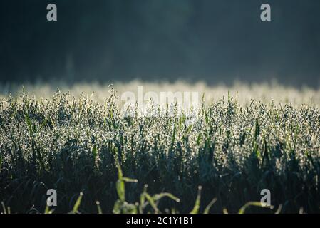 Getreidefeld, Gerste mit Tau in der Morgensonne bedeckt. Mais auf einem verschwommenen Hintergrund anbauen. Stockfoto