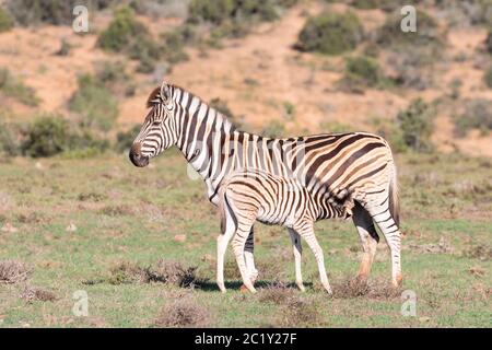 Burchell's Zebra, Equus quagga burchellii, Addo Elephant National Park, Eastern Cape, Südafrika. Fohlen säugen von seiner Mutter. Zebra mit Unis Stockfoto