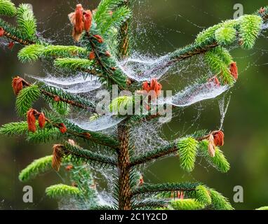 Sitka Fichte (Picea sitchensis) bedeckt mit Spinnennetzen und Morgentau, West Lothian, Schottland. Stockfoto