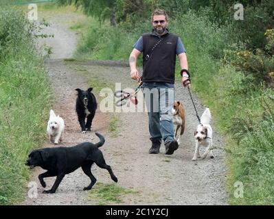 Professioneller Hundewaker, der mehrere Hunde auf einer Landstraße trainiert, West Lothian, Schottland Stockfoto