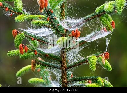 Sitka Fichte (Picea sitchensis) bedeckt mit Spinnennetzen und Morgentau, West Lothian, Schottland. Stockfoto