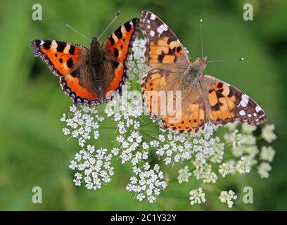 Zwei Schmetterlinge kleiner Fuchs Aglais urticae und Distelschmetterling Vanessa cardui Stockfoto