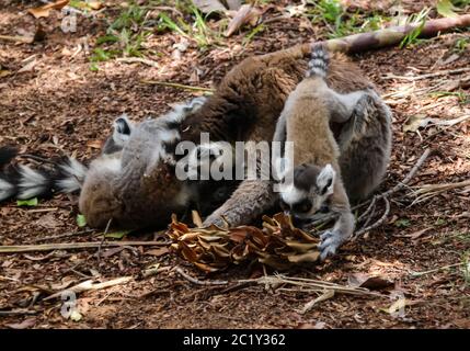 Porträt des Ringschwanzlemurs Lemur catta aka King Julien im Lemirs Park, Arivonimamo, Antananarivo, Madagaskar Stockfoto