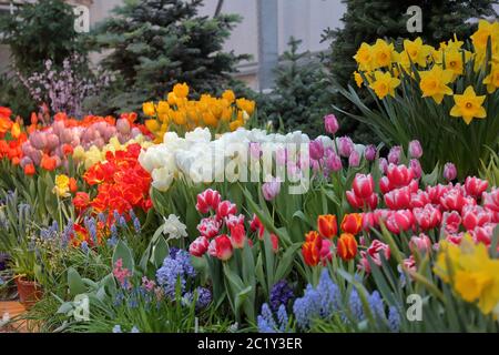 Bunte Helle Tulpen blühen im Frühjahr Stockfoto
