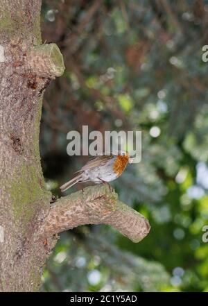Robin sitzt auf einem Ast eines Tannenbaums mit einem Insekt im Schnabel Stockfoto