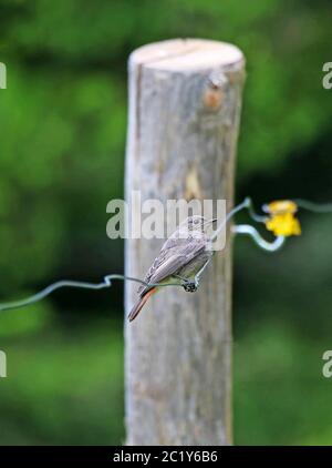 Haus redtail Phoenicurus ochruros auf Weidezaun Stockfoto