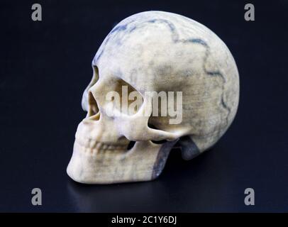 3D-gedruckter Schädel mit Gips als Material und als Seitenansicht Stockfoto