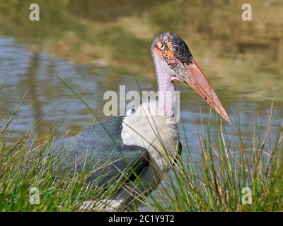 Marabou-Storch im Gras Stockfoto