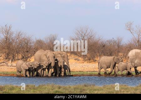 Afrikanische Elefantenherde, Loxodonta Africana, in Wasser trinken am Wasserloch. Etosha Nationalpark, Namibia Stockfoto