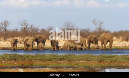 Afrikanische Elefantenherde, Loxodonta Africana, in Wasser trinken am Wasserloch. Etosha Nationalpark, Namibia Stockfoto