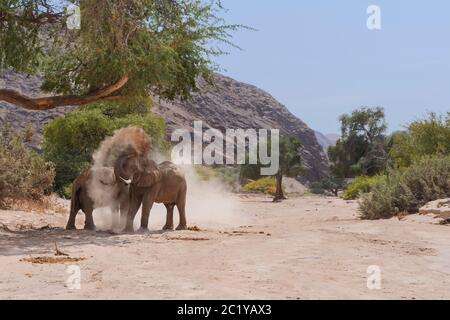 Afrikanische Elefanten stauben ihren Körper. Die Wüstenelefanten sprühen den Staub über ihre Körper. Stockfoto