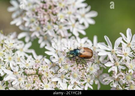 Makroaufnahme von Bug Garden Chafer / Phyllopertha horticola auf Hogweed / Heracleum sphondylium Blumen Sommer Sonnenschein. Insects UK. Stockfoto