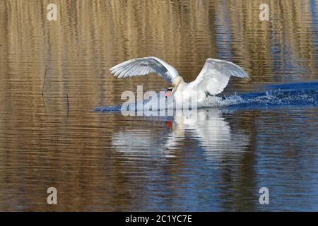 Stummer Schwan im Frühling in der Morgensonne Stockfoto