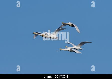 Singschwäne im Flug gegen den blauen Himmel. Stockfoto