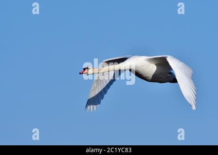 Stummer Schwan im Frühling in der Morgensonne Stockfoto