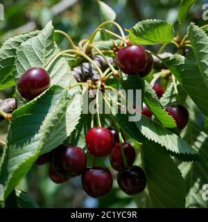 Rote Kirschen auf einem Kirschbaum im Sommer Reifen Stockfoto