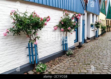 Eine Reihe von Häusern der malerischen ehemaligen Fischerdorf mit hohen rosa Rosen an einer Hauswand im Fischerdorf Holm in Schleswig, Deutschland Stockfoto