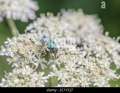 Makroaufnahme weibliche Common Greenbottle / Lucilia caesar auf Blüten von Hogweed / Heracleum sphondylium im Sommer Sonnenschein. Insects UK. Stockfoto