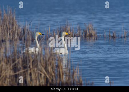 Singschwan am Morgen im Frühling Stockfoto