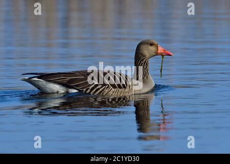 Graugans im Flug. Wild, gut. Stockfoto