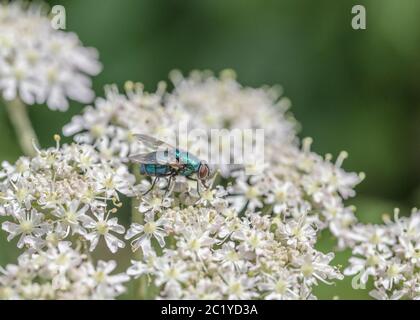 Makroaufnahme weibliche Common Greenbottle / Lucilia caesar auf Blüten von Hogweed / Heracleum sphondylium im Sommer Sonnenschein. Insects UK. Stockfoto