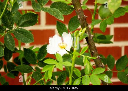 Nahaufnahme der Rosen, Rosa multiflora, auch als mehrblütige Rose, Rispe Rose oder auch Polyantha Rose, ist eine Art der Rose (Rosa) Gattung innerhalb Stockfoto