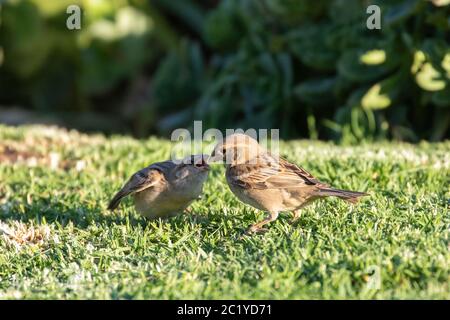 Weibliche Haussparrow (Passer domesticus) Fütterung hungrig Jungfling Betteln für Nahrung auf Gras Stockfoto