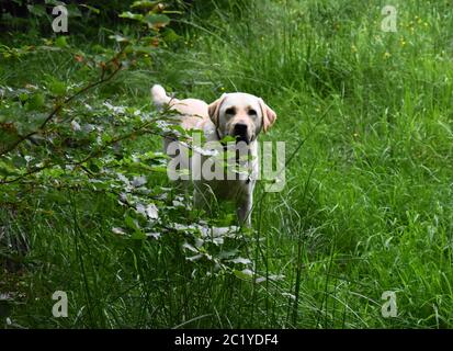 Ein schöner goldener labrador, der auf einem Pfad durch eine Wiese zur Kamera geht. Stockfoto