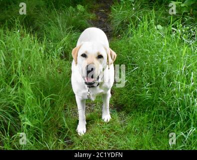 Ein schöner goldener labrador, der auf einem Pfad auf einer Wiese steht. Stockfoto