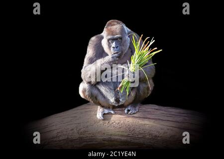 Westlicher Flachlandgorilla (Gorilla Gorilla Gorilla) auf einem Baum sitzend mit Essen Stockfoto