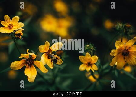 Eine Honigbiene, die Pollen in einem Feld von gelben Wildblumen sammelt Stockfoto