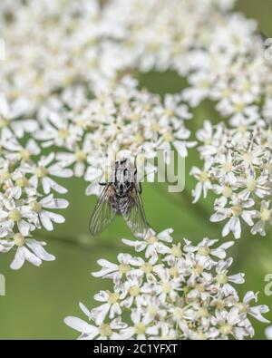 Eine muscide Hausfliege, möglicherweise Graphomya maculata auf Hogweed / Heracleum sphondylium blüht im Sonnenlicht. Fliegen Sie aus nächster Nähe, Nahaufnahme fliegen. Stockfoto