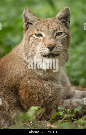 Luchs im Wald Stockfoto