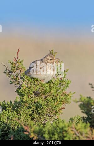 Haubenlark - Galerida cristata, Barschvogel aus europäischen Wiesen und Wiesen, Insel Pag, Kroatien. Stockfoto