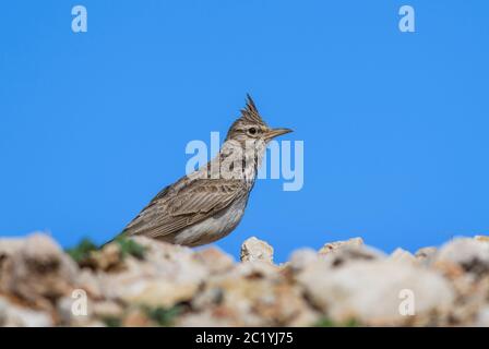 Haubenlark - Galerida cristata, Barschvogel aus europäischen Wiesen und Wiesen, Insel Pag, Kroatien. Stockfoto