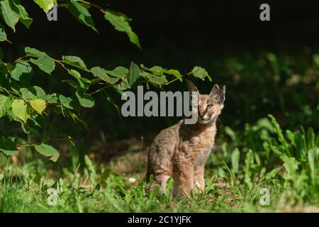 Baby Caracal im Wald Stockfoto