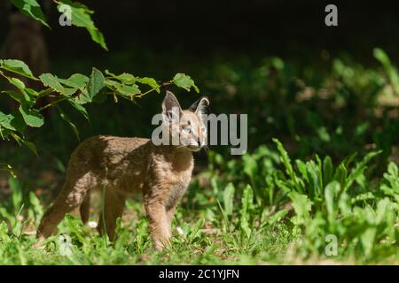 Baby Caracal im Wald Stockfoto