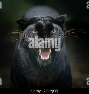 Schwarzer Panther im Dschungel Stockfoto