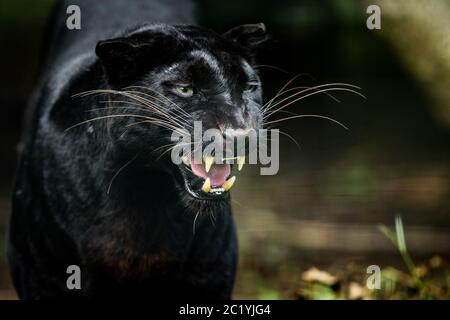 Schwarzer Panther im Dschungel Stockfoto