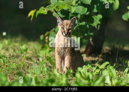 Baby Caracal im Wald Stockfoto