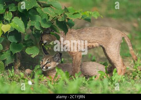 Baby Caracal im Wald Stockfoto