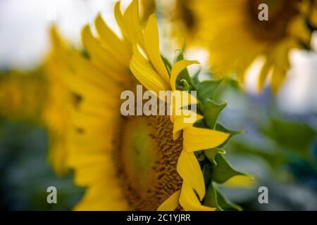 Sonnenblume Kreis große gelbe Blume warm Hintergrund reflektierendes Licht aus der Sonne Konzept der Hoffnung Energie und Begeisterung für das Leben Stockfoto