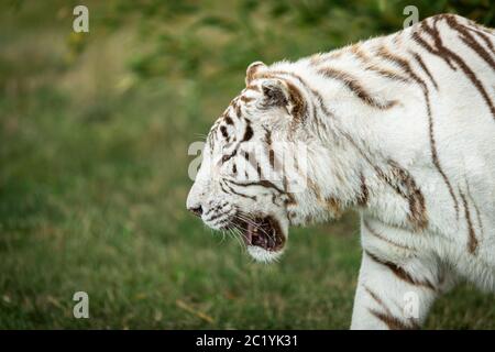 Weißer Tiger im Wald Stockfoto