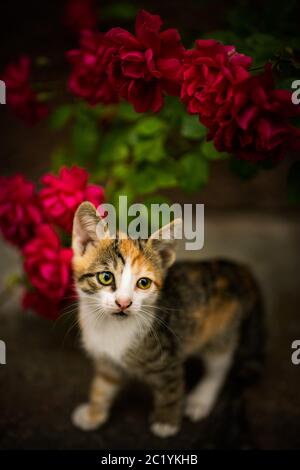 Schönes dreifarbiges Kätzchen unter roten Rosen im Garten Stockfoto