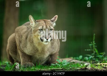 Puma im Wald sterben Stockfoto