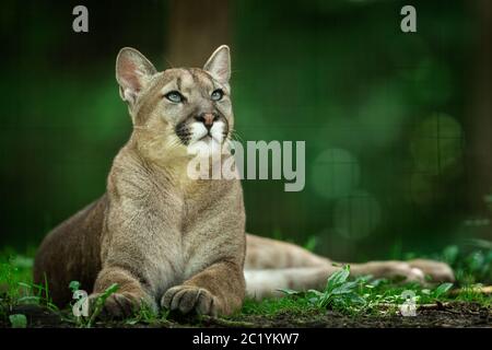 Puma im Wald sterben Stockfoto