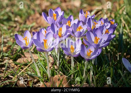 Blühende Krokusse in einem Park im Frühling Stockfoto